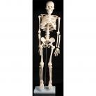Csontváz modell